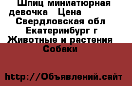 Шпиц миниатюрная девочка › Цена ­ 25 000 - Свердловская обл., Екатеринбург г. Животные и растения » Собаки   